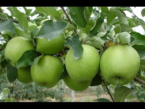 μήλο γιαγιά Σμιθ