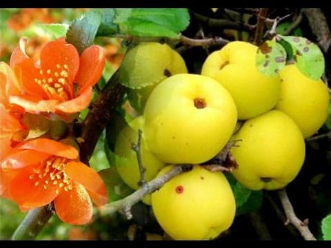 јаја дуња