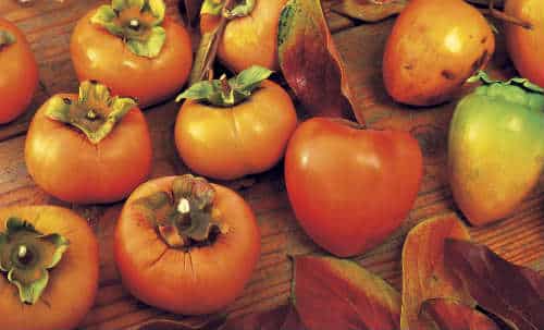 frische Persimone