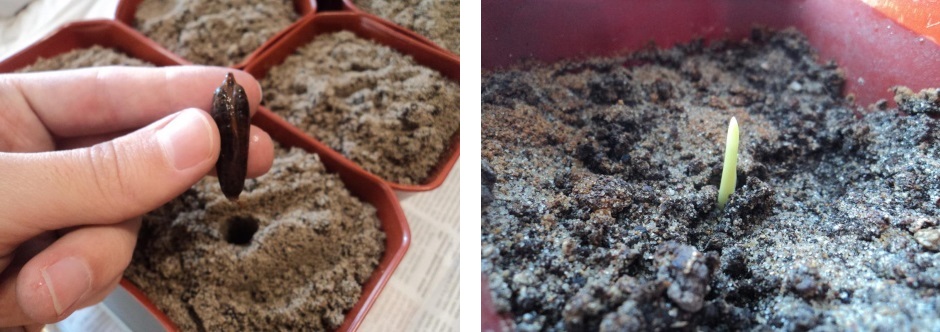 plantedatoer