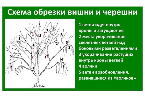 шема обрезивања трешања