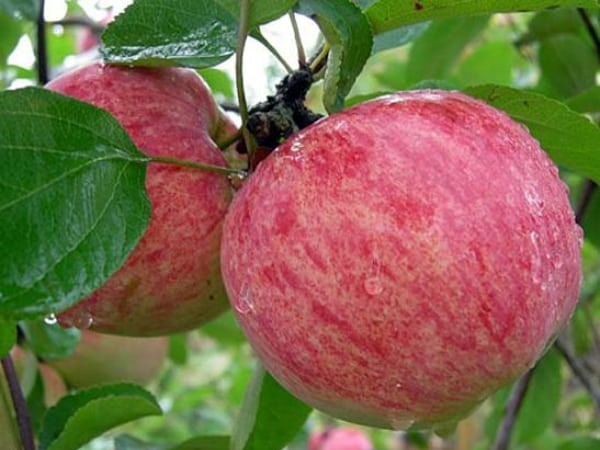 apple tree summer striped