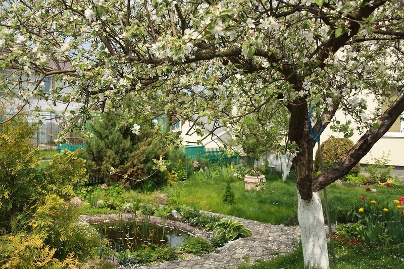 Apfelbaum Ruhm an die Gewinner