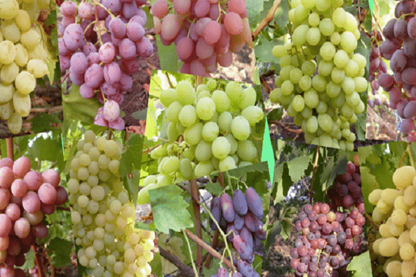 speciella frukter