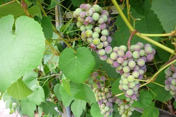 druvornas syfte