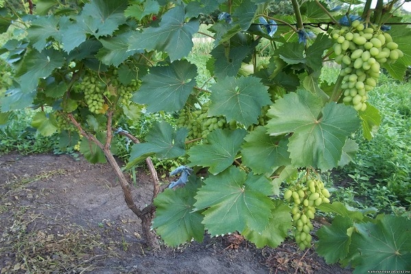 mognad av grödan