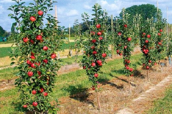 columnar apple trees