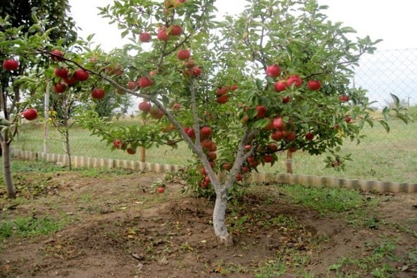 small tree