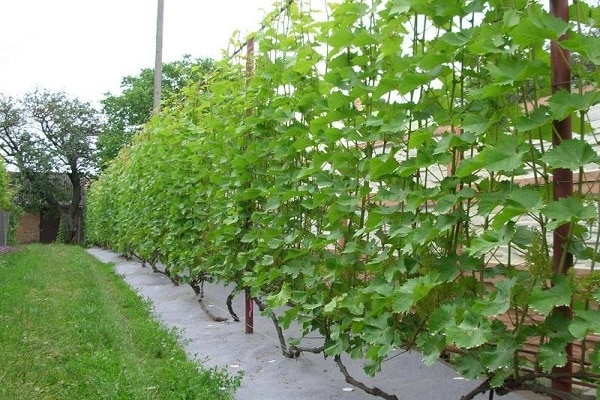 Weinrebe