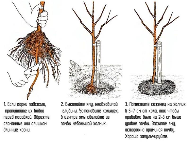 садња трешања