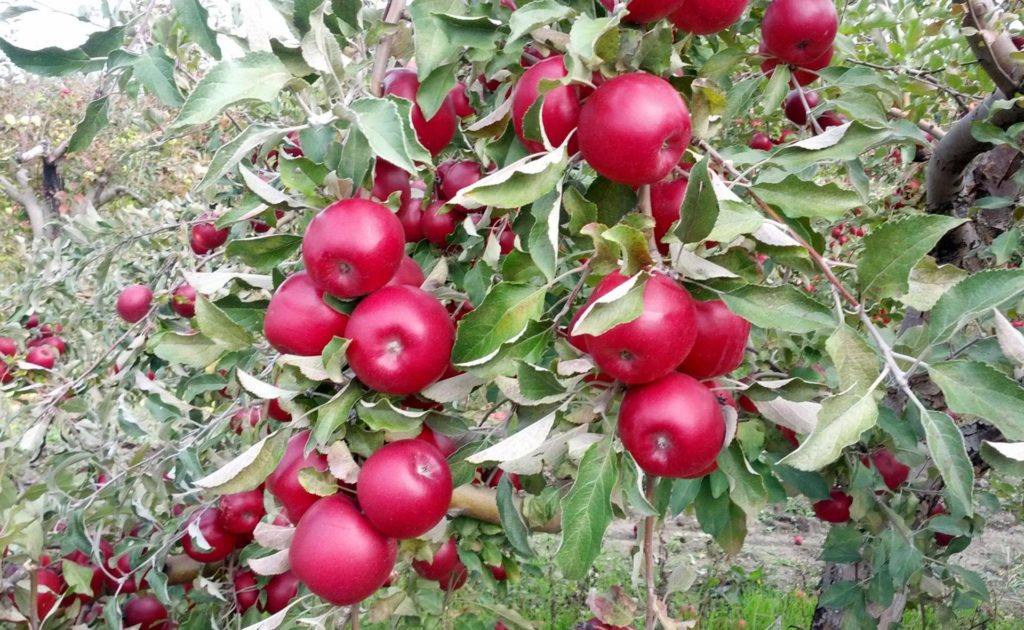 شجرة التفاح starkrimson