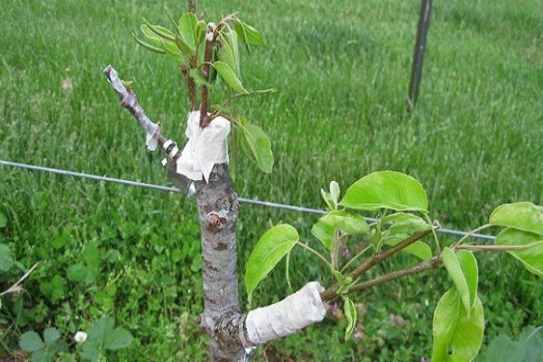 plante uma macieira