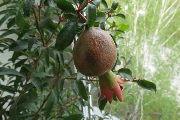 einsame Frucht
