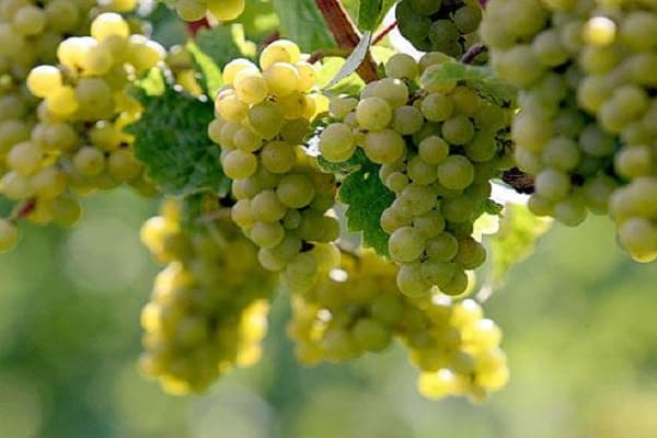 adult grape