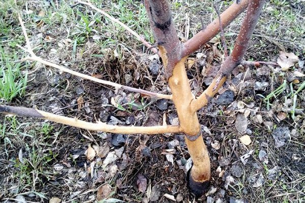 damaged tree