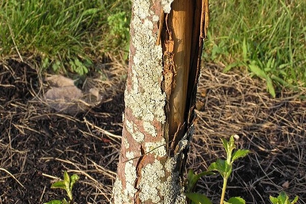 trunk without bark