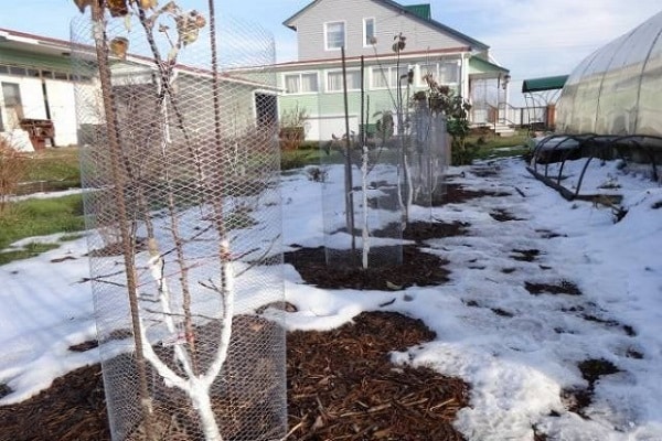 mesh in the garden