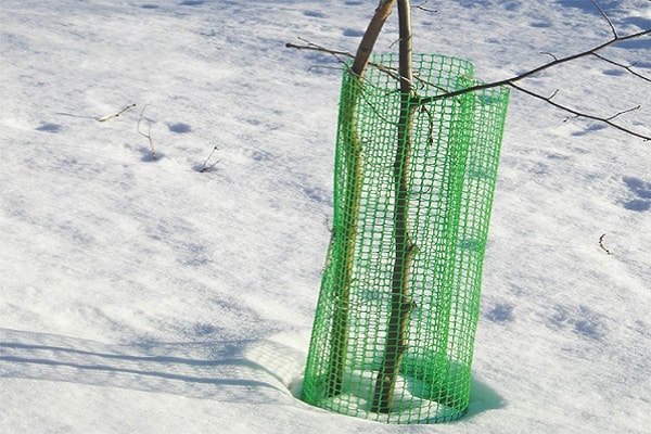 mesh protection