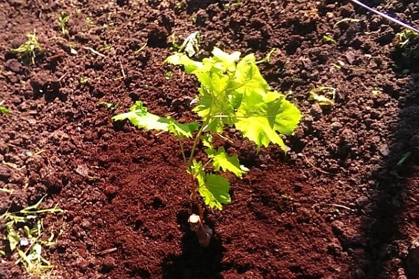 soil conformity