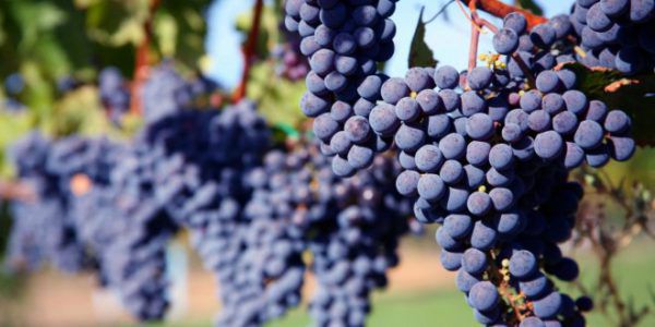 carmenere grapes