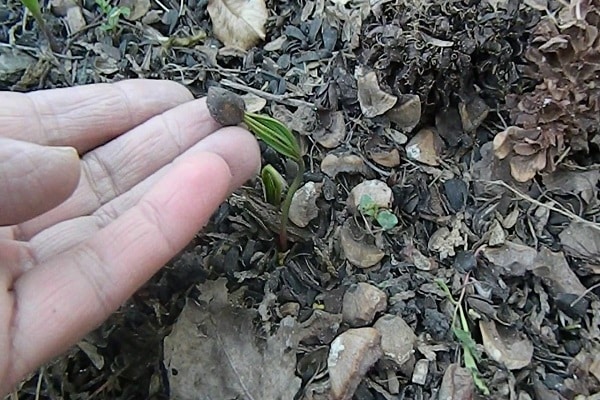 nảy mầm và sinh sản