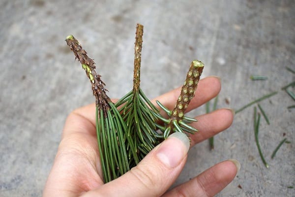 cành cây