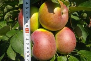Περιγραφή και χαρακτηριστικά της καρποφορίας ενός στήλης μήλου της ποικιλίας Arbat και χαρακτηριστικά καλλιέργειας και φροντίδας