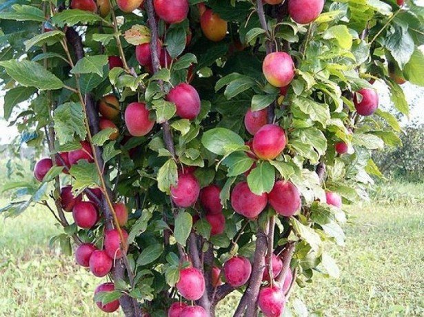 Apfelbaum Teppich
