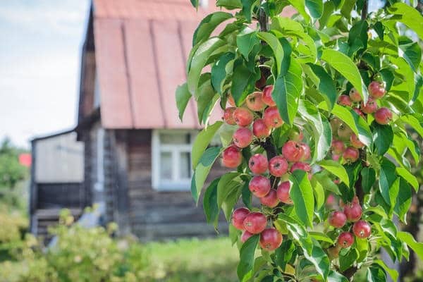 sản phẩm đồng quê