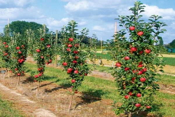 trái cây đầu tiên