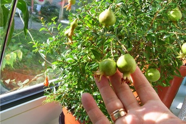 Beerenkrug