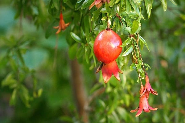 einsame Frucht