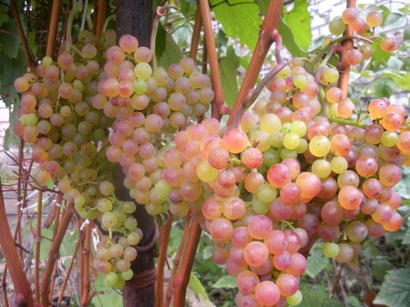 raisin korinka russe