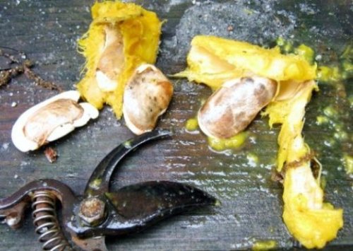 mango tohumu