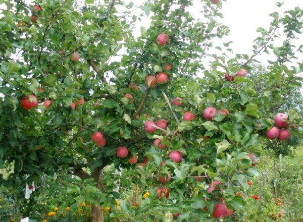 Apfelbaum Ruhm an die Gewinner