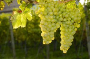 Beschreibung und Geschichte der Auswahl von Sauvignon-Trauben, Pflanzmethoden und Pflegeberegeln