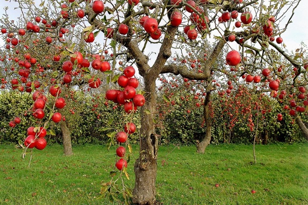 rudens vaizdai