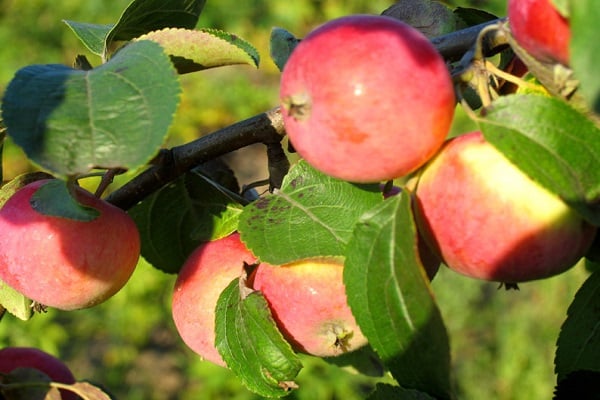 „Apple“ išsaugojo