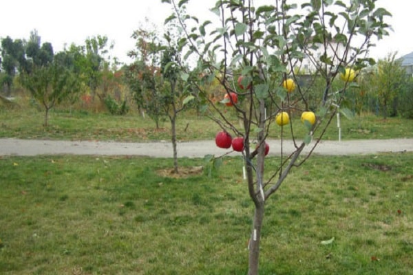 obuolių krūmas