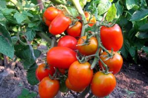 The most productive and best new varieties of tomatoes of 2020 for greenhouses and open ground