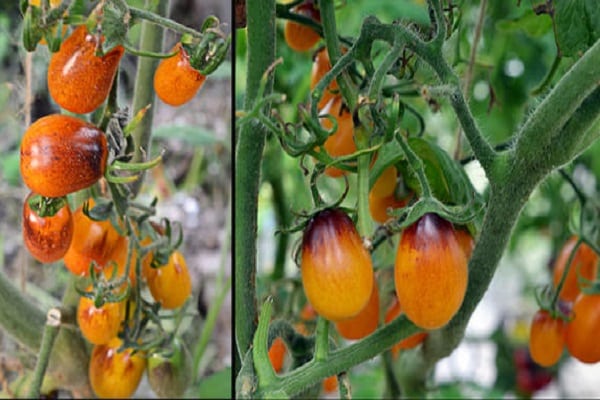 plum drop