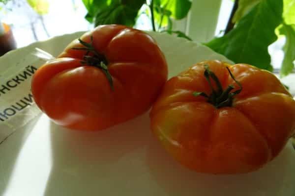 late blight resistant