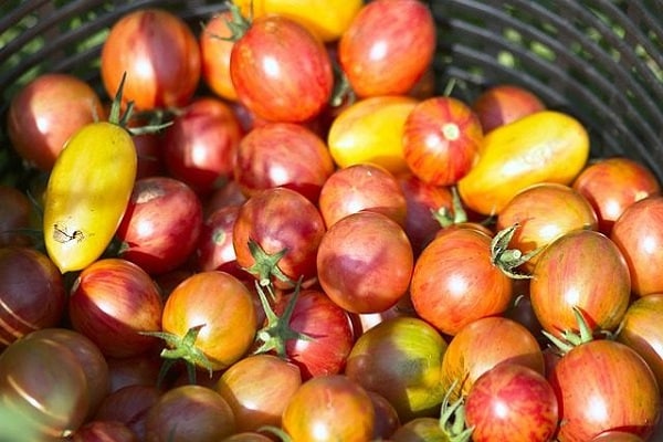round tomatoes