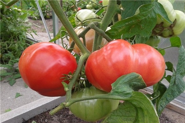 early hybrids