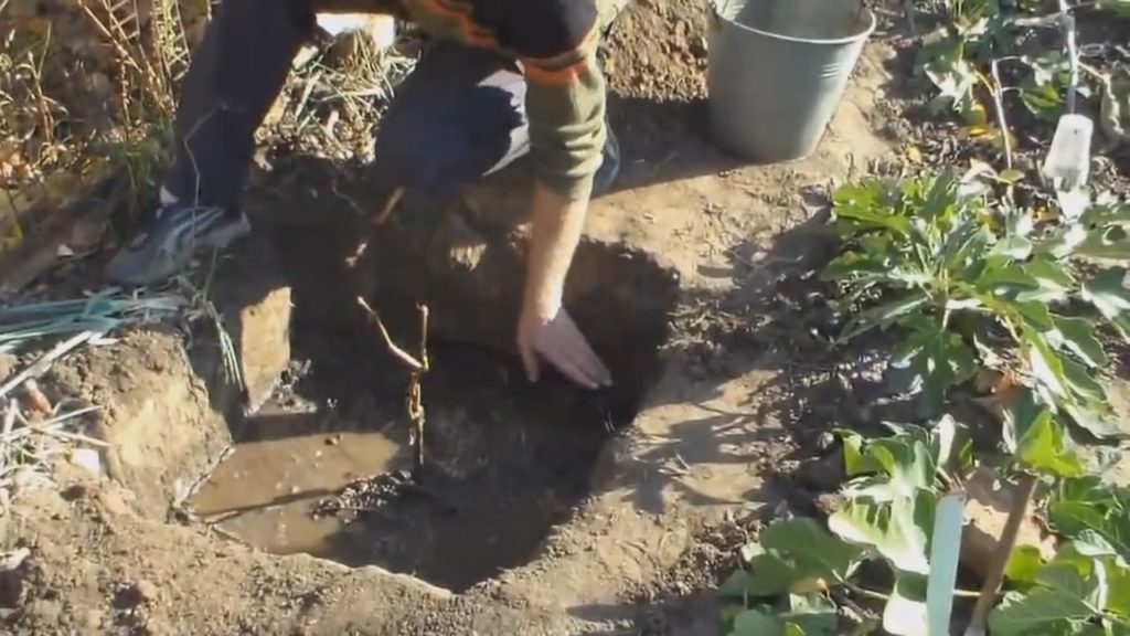 grape planting