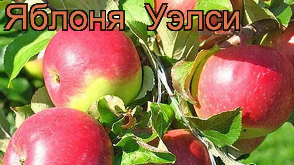 μήλο welsey