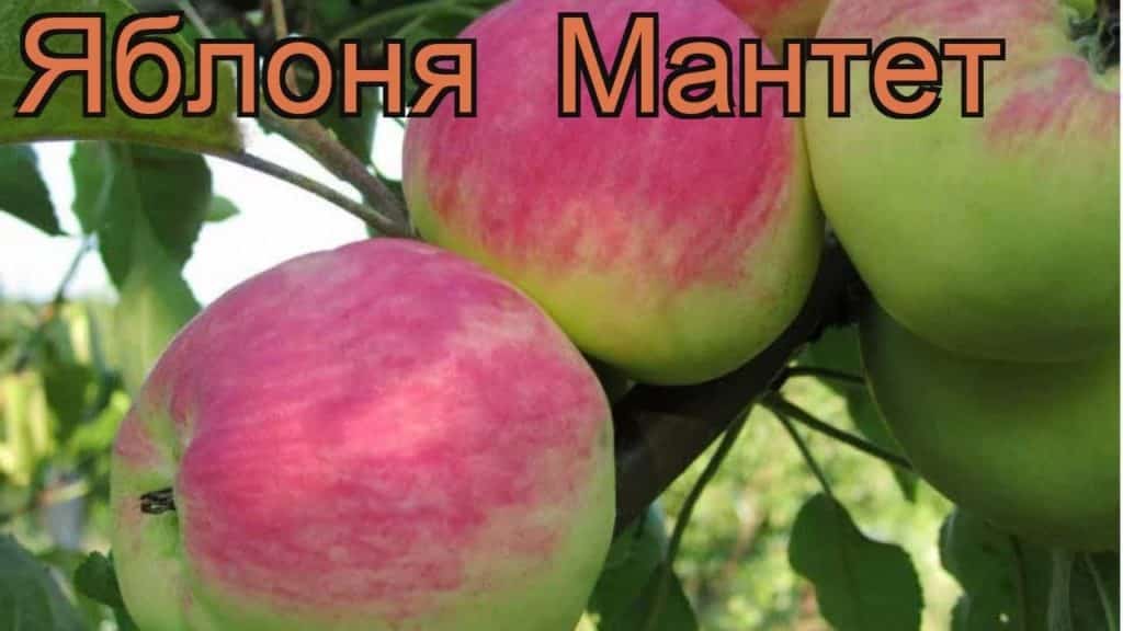 obelų mantetas
