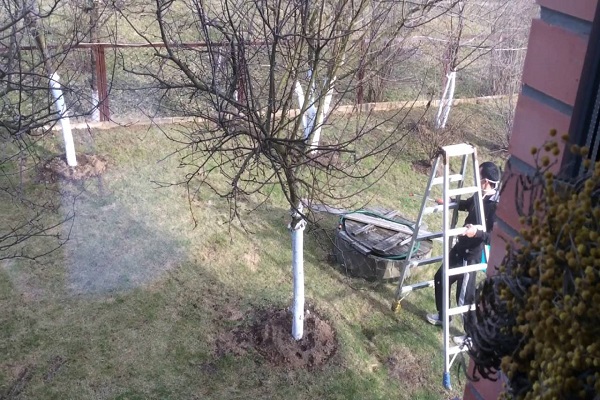 Protecting apple trees