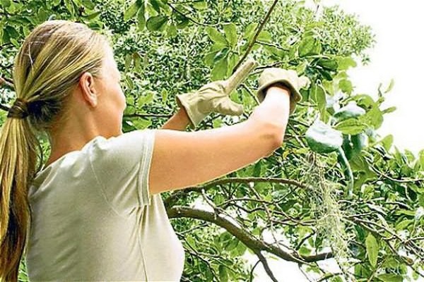 harvesting