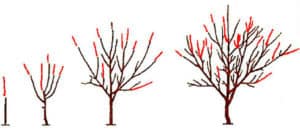 Cherry pruning scheme and tree formation, when is it better and how to do it right